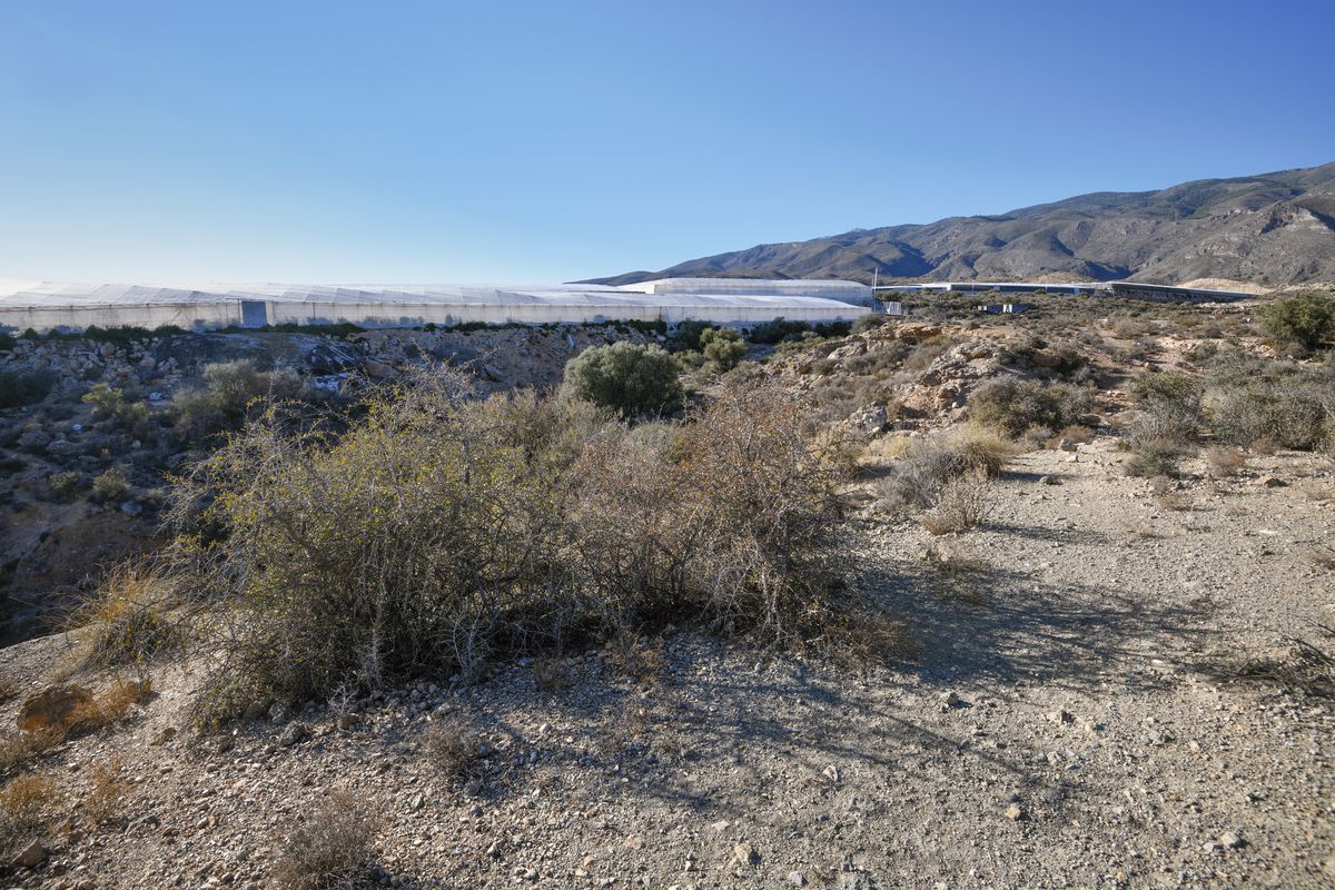 Europa impide a Andalucía reducir un espacio protegido en El Ejido por un arbusto en peligro