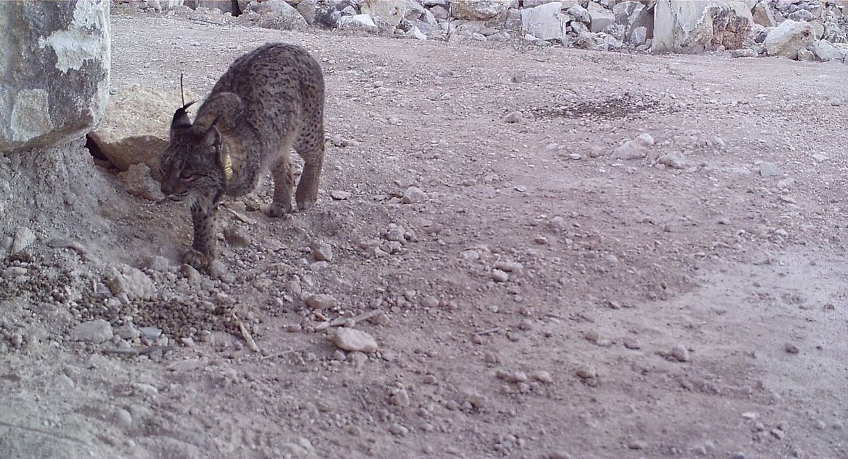 El lince que sobrevivió a un atropello en el que perdió una pata se ahoga en una balsa de riego