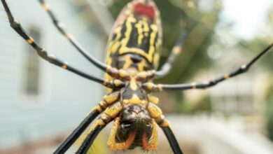 Araña joro invadiría gran parte de la costa este de EEUU