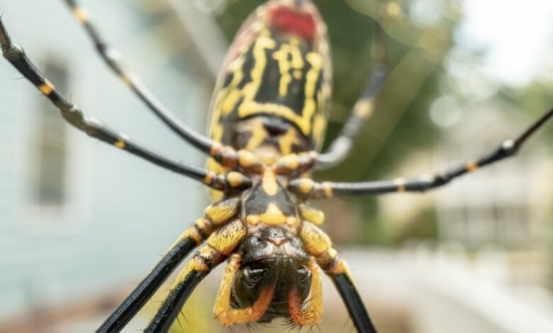 Araña joro invadiría gran parte de la costa este de EEUU