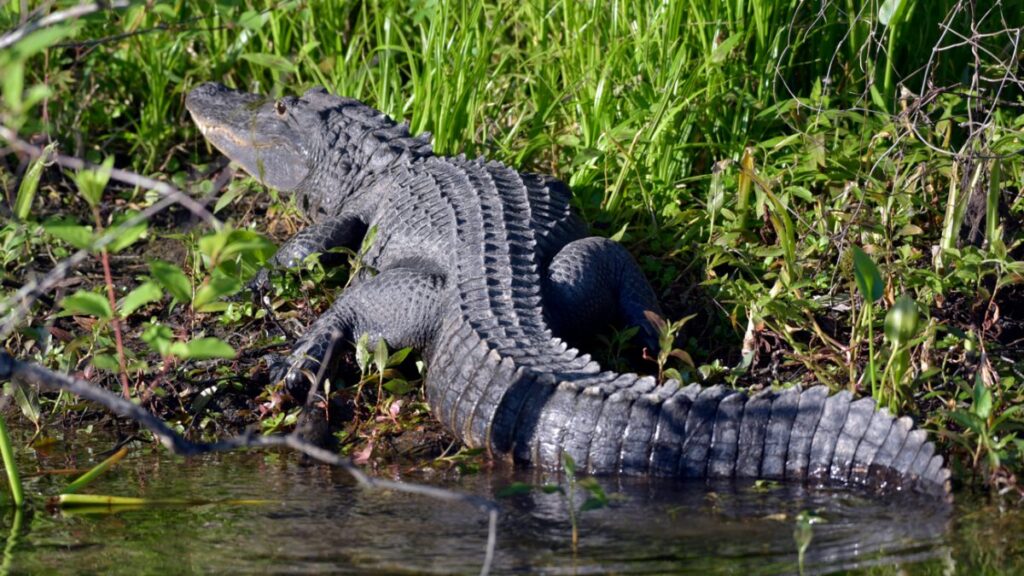 Caimán mata a perro pitbull en Venice, Florida