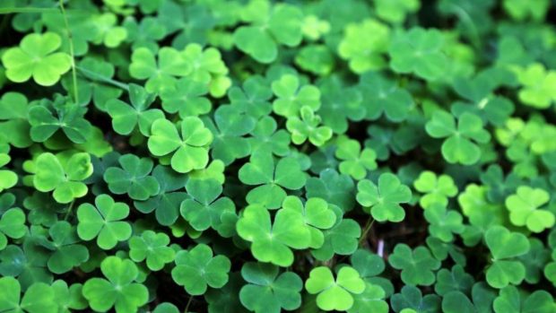 frases imágenes San Patricio