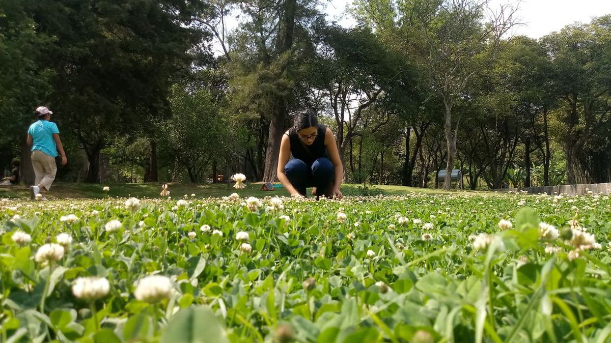 Una pequeña planta muestra cómo la urbanización está marcando la evolución de la vida en la Tierra