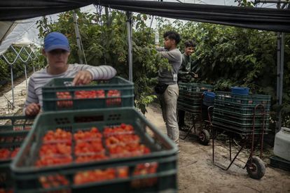 Varios temporeros trabajan en unos invernaderos de fresa de Almonte (Huelva), en 2020.