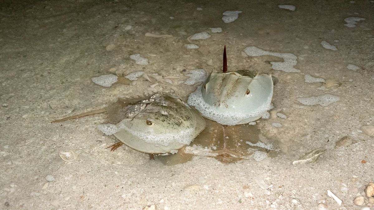 El animal que ha sobrevivido 200 millones de años (pero no contaba con el hombre)