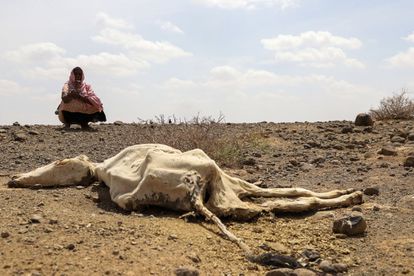 Una mujer mira el cadáver de una vaca, consecuencia de la sequía que afecta a Higlo Kebele, región somalí de Etiopía.