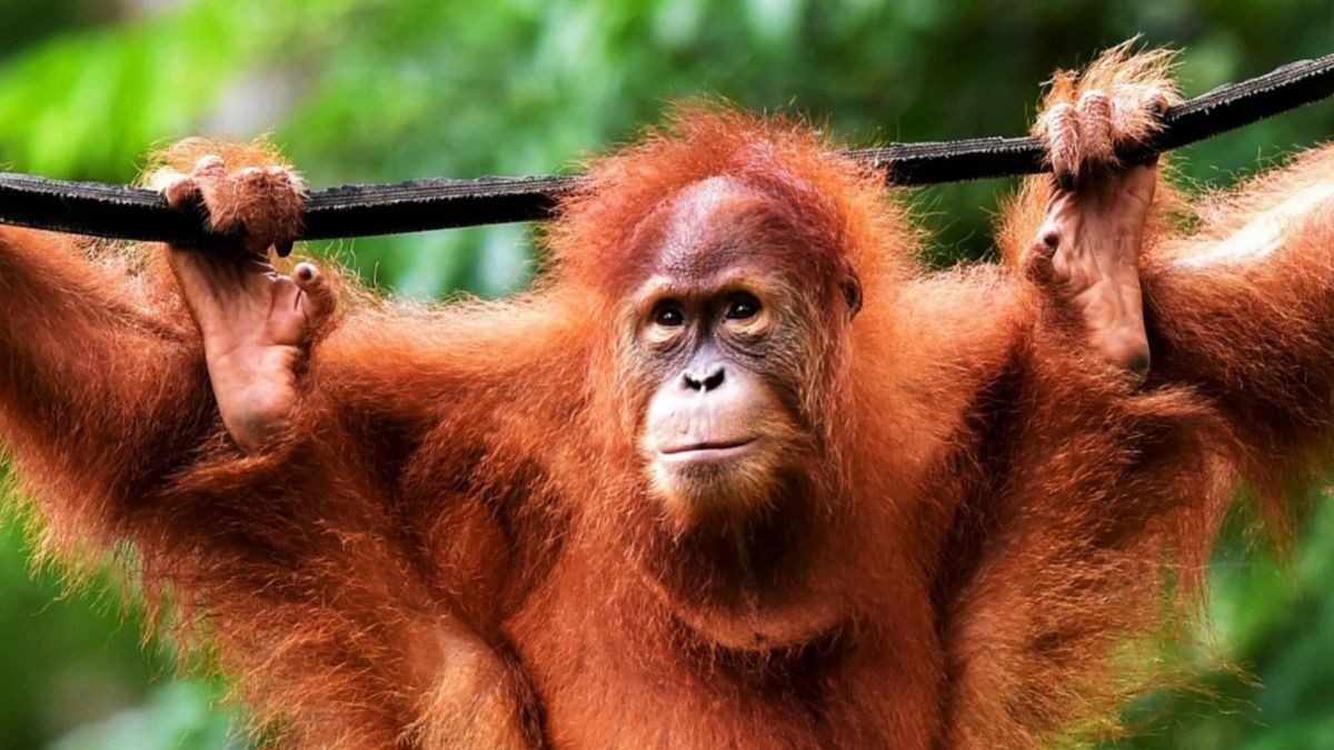 5 animales en peligro de extinción que desaparecerán en 30 años