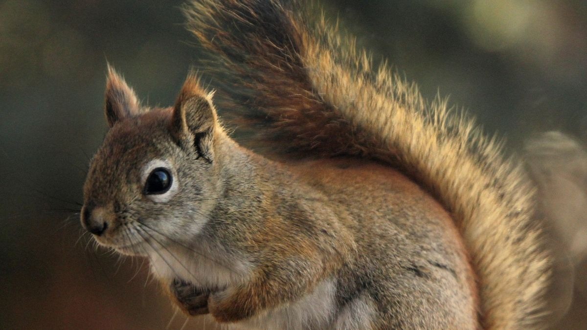 Alerta, una ardilla da positivo en Estados Unidos