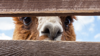 Alpaca recauda $ 10M Serie A para su servicio de comercio de acciones impulsado por API