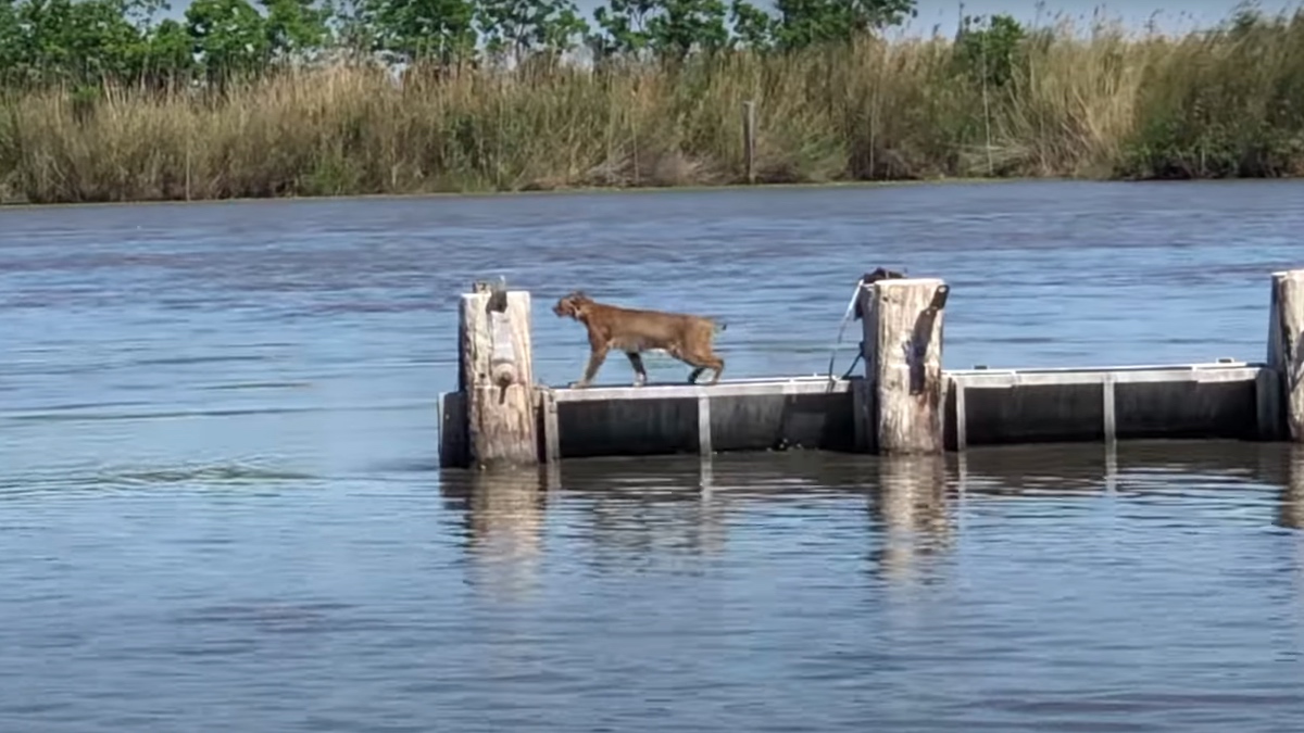 Así es el vídeo viral del impresionante salto de un puma