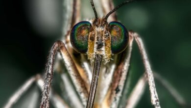 Australia aprueba el primer tratamiento contra la malaria en niños