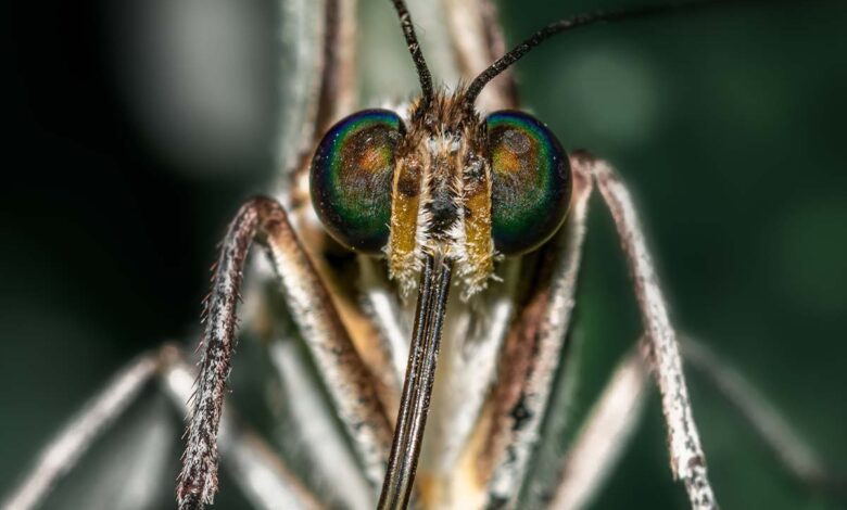 Australia aprueba el primer tratamiento contra la malaria en niños