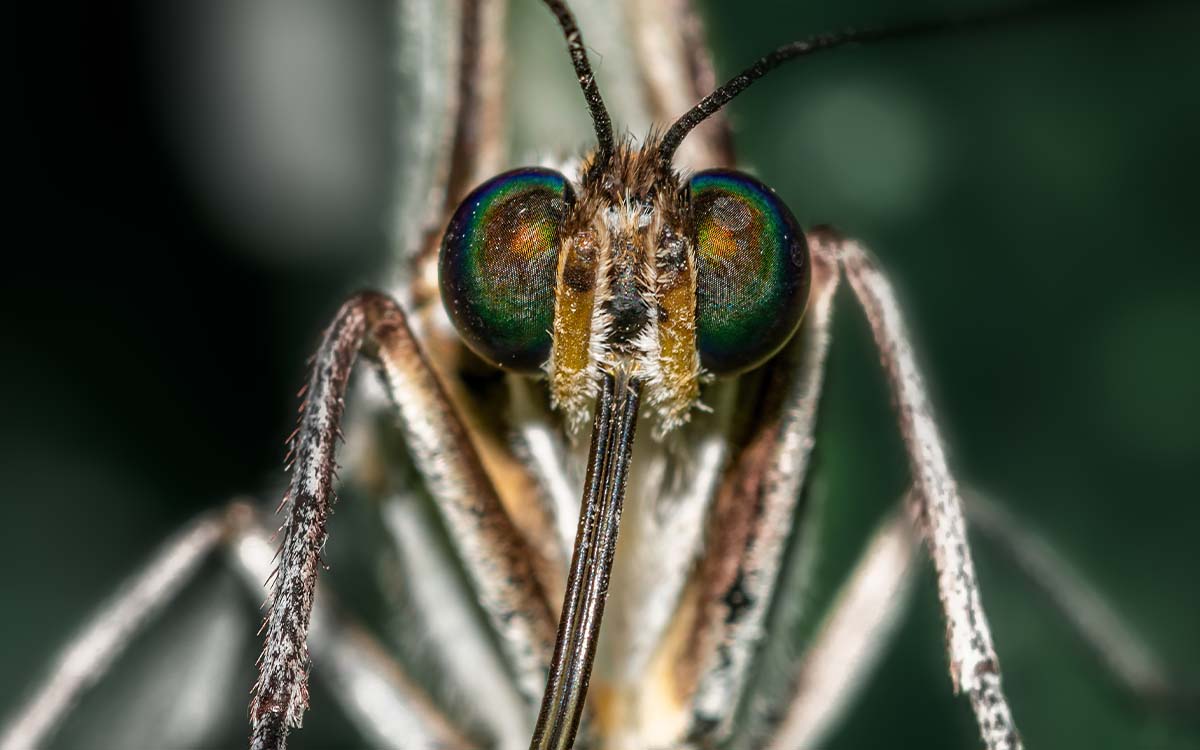Australia aprueba el primer tratamiento contra la malaria en niños