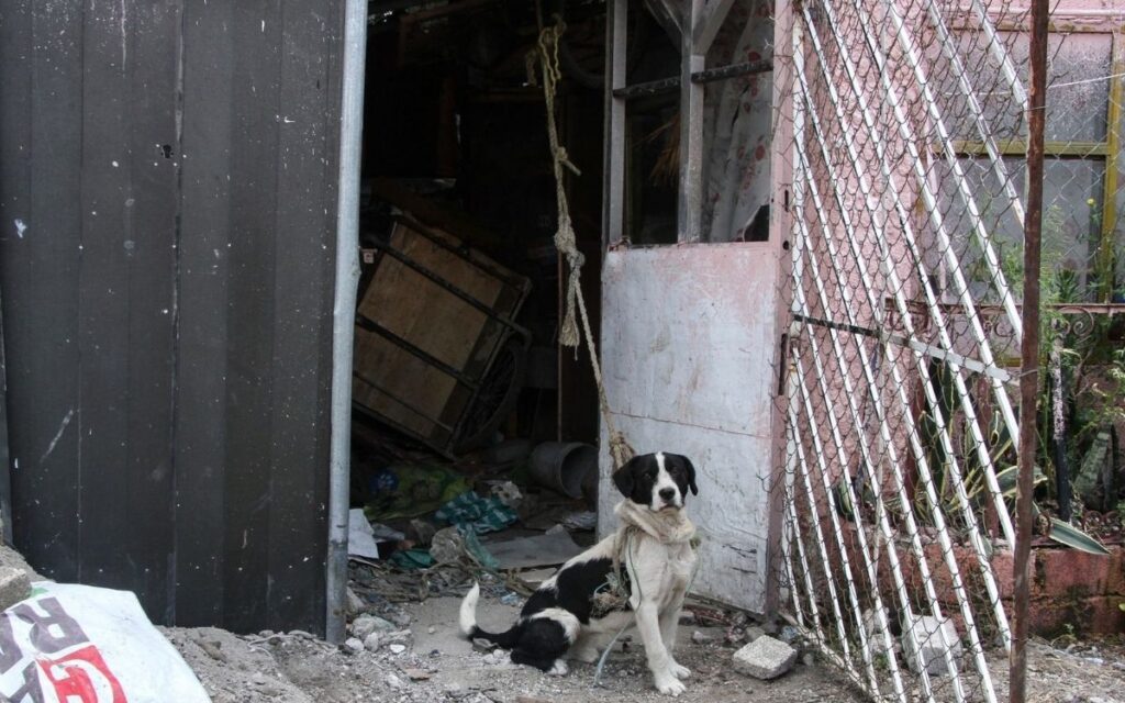 Brigadistas de CDMX ya no podrá ingresar a domicilios, sin orden judicial, ante maltrato animal