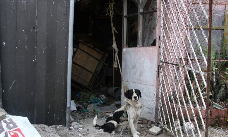 Brigadistas de CDMX ya no podrá ingresar a domicilios, sin orden judicial, ante maltrato animal