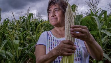 Campesinas producen 50% de los alimentos, pero solo poseen 25% de la tierra