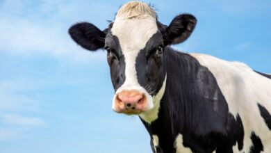 Compitiendo con Perfect Day y Beyond Meat, NotCo de Chile recauda $85 millones para expandirse a los EE. UU.