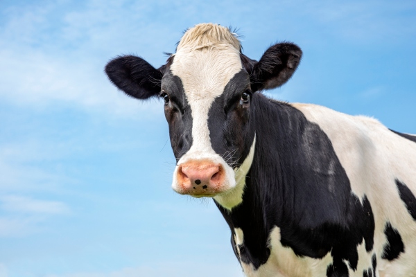 Compitiendo con Perfect Day y Beyond Meat, NotCo de Chile recauda $85 millones para expandirse a los EE. UU.