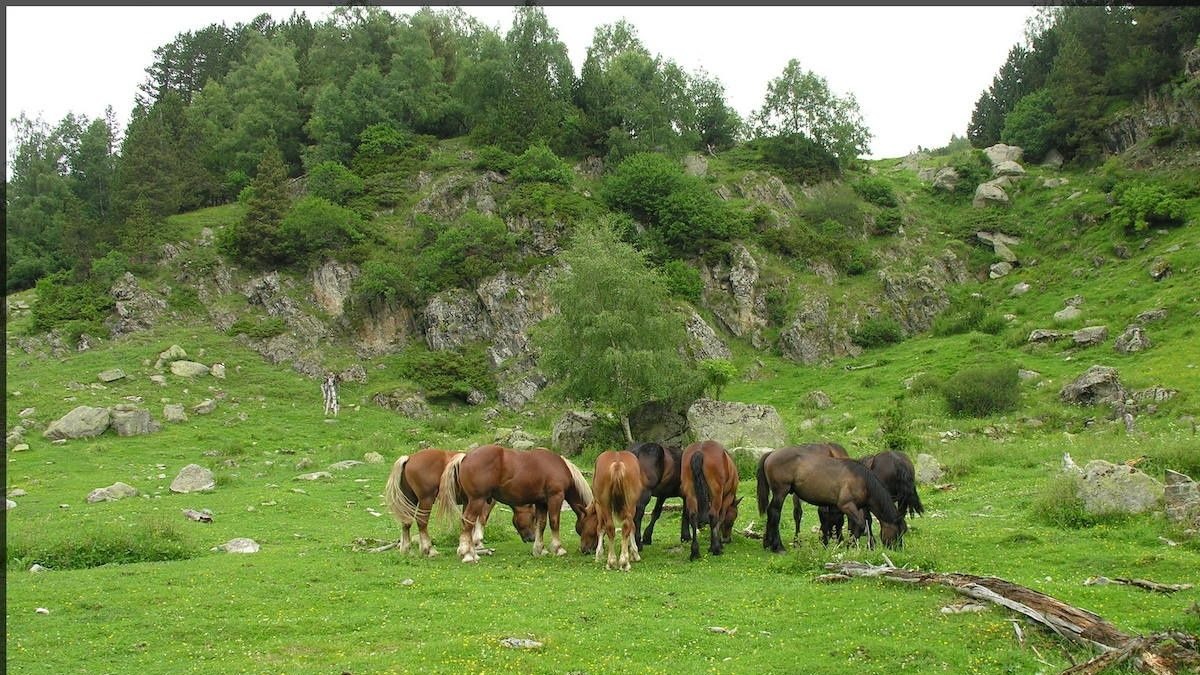 Consejos de los pastores para pasar unas vacaciones en la naturaleza