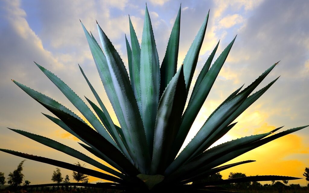 Detecta Profeco mezcales que incumplen normas