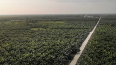 El dilema de La Encrucijada: el lavado verde de la palma aceitera