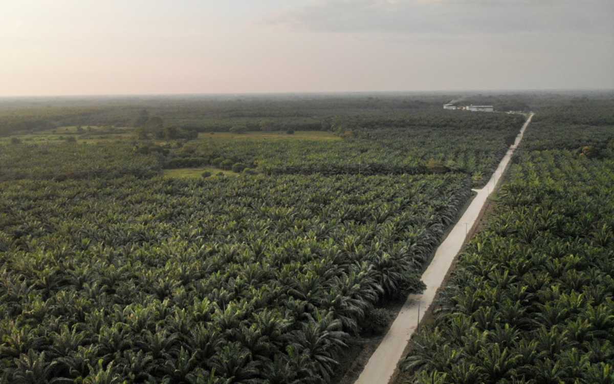 El dilema de La Encrucijada: el lavado verde de la palma aceitera
