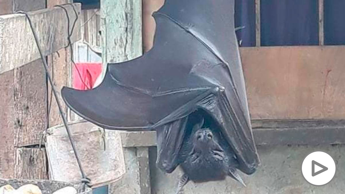 El murciélago de 1,70 metros que se ha hecho viral en redes sociales