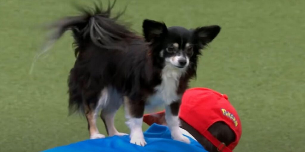 El perro de Crufts lucha contra Charizard en una impresionante rutina de baile Pokémon