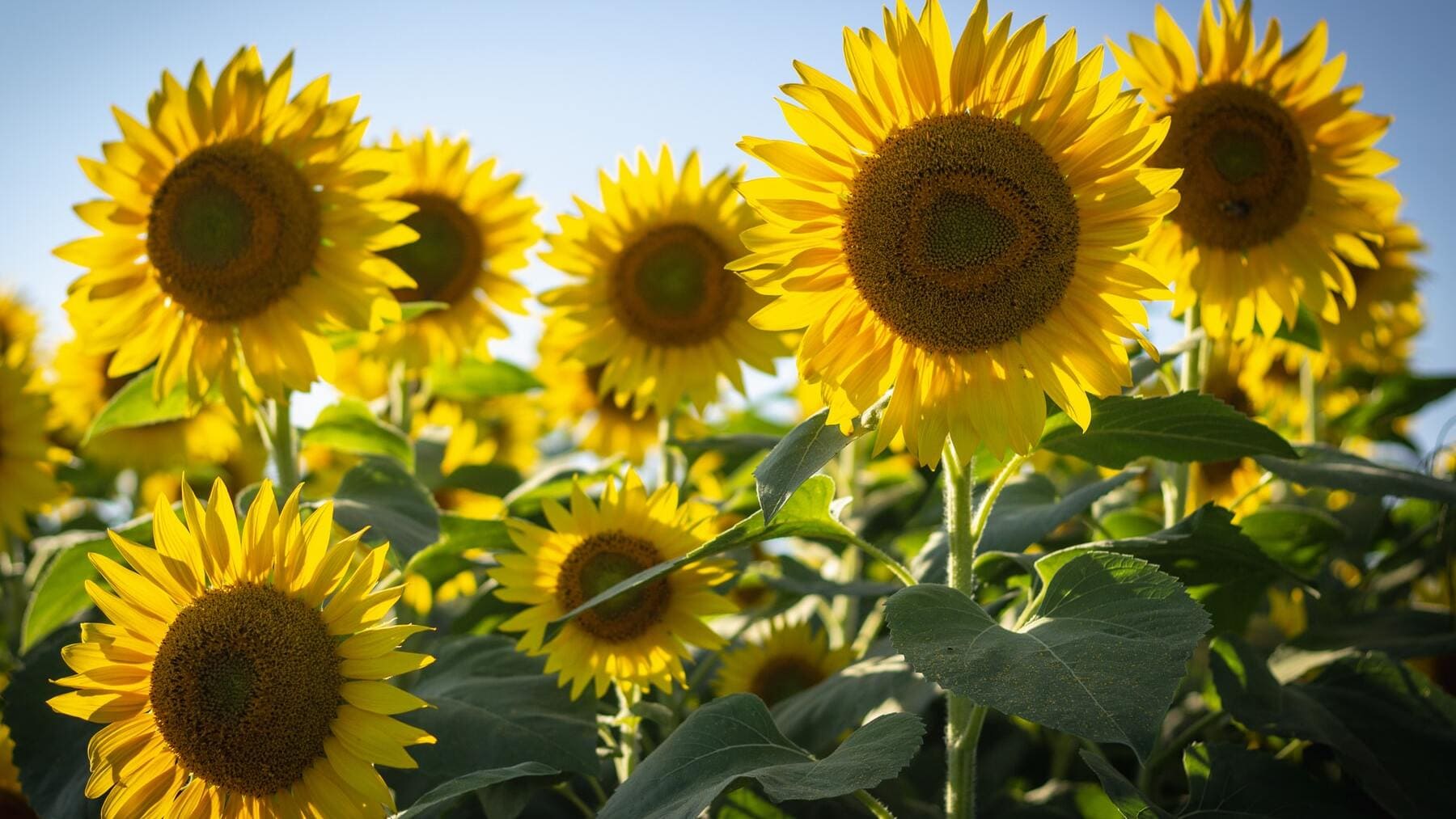 El sustituto perfecto para freír tus comidas ante la falta de aceite de girasol