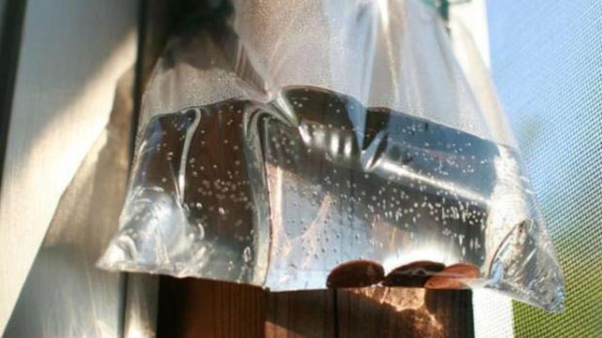 El truco con monedas para evitar que las moscas te molesten en verano