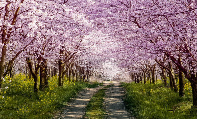 En Japón se celebra el 'Hanami' pese a miedo por aumento de contagios por Covid-19