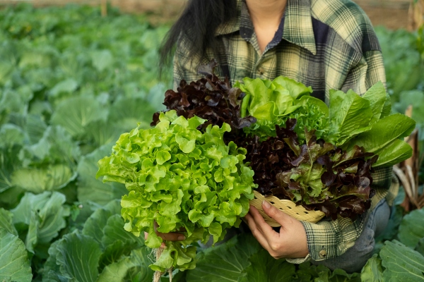 Freshket obtiene $ 3 millones de la Serie A liderada por Openspace para optimizar la cadena de suministro de alimentos de Tailandia