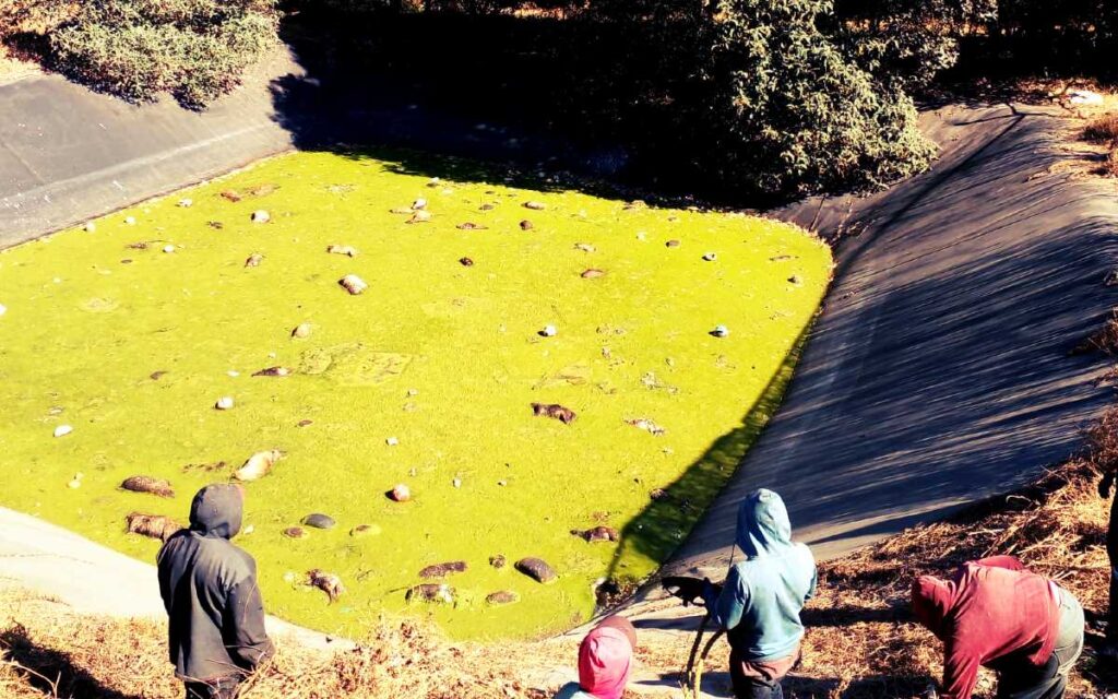 Indagan ya la muerte de más de 100 perros en laguna de Amecameca