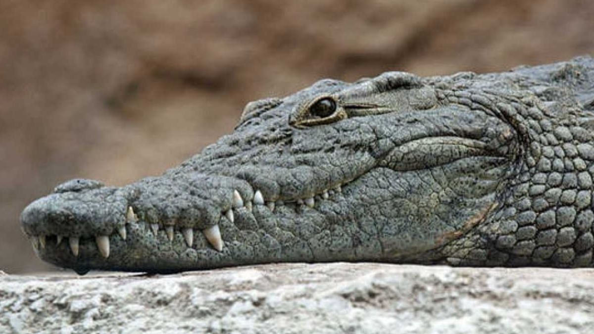 La Policía busca un cocodrilo en un pueblo de Valladolid