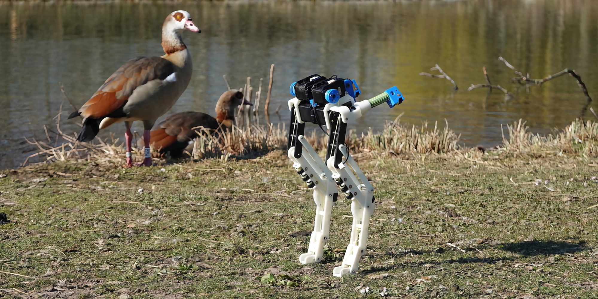 La forma en que camina este robot BirdBot es asombrosa