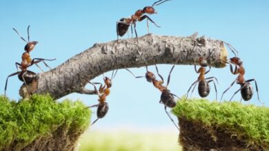 La salida a bolsa de Ant Group le cuesta a Alibaba casi 60.000 millones de dólares en capitalización de mercado