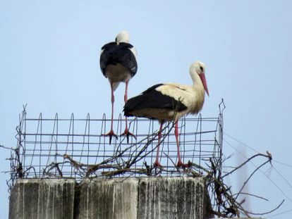 La colocación de esta jaula no ha logrado alejar a las dos cigüeñas.