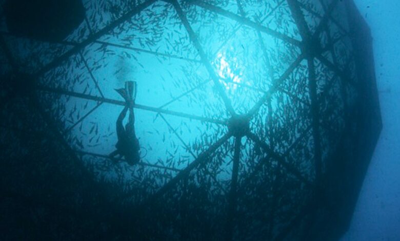 Legalización del comercio de totoaba alerta sobre el fin de la vaquita marina