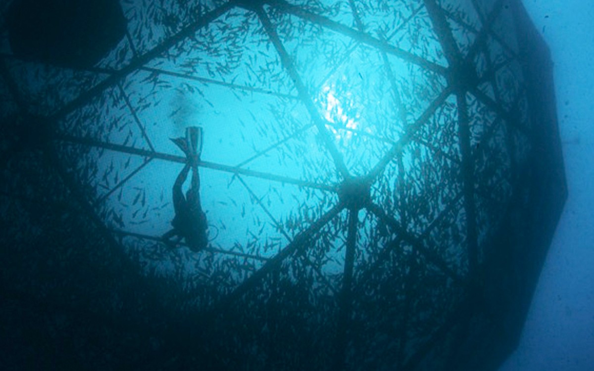 Legalización del comercio de totoaba alerta sobre el fin de la vaquita marina