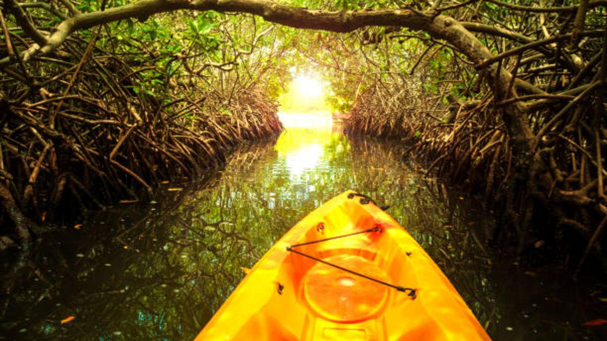 Los manglares no sobrevivirán al aumento del nivel del mar para 2050