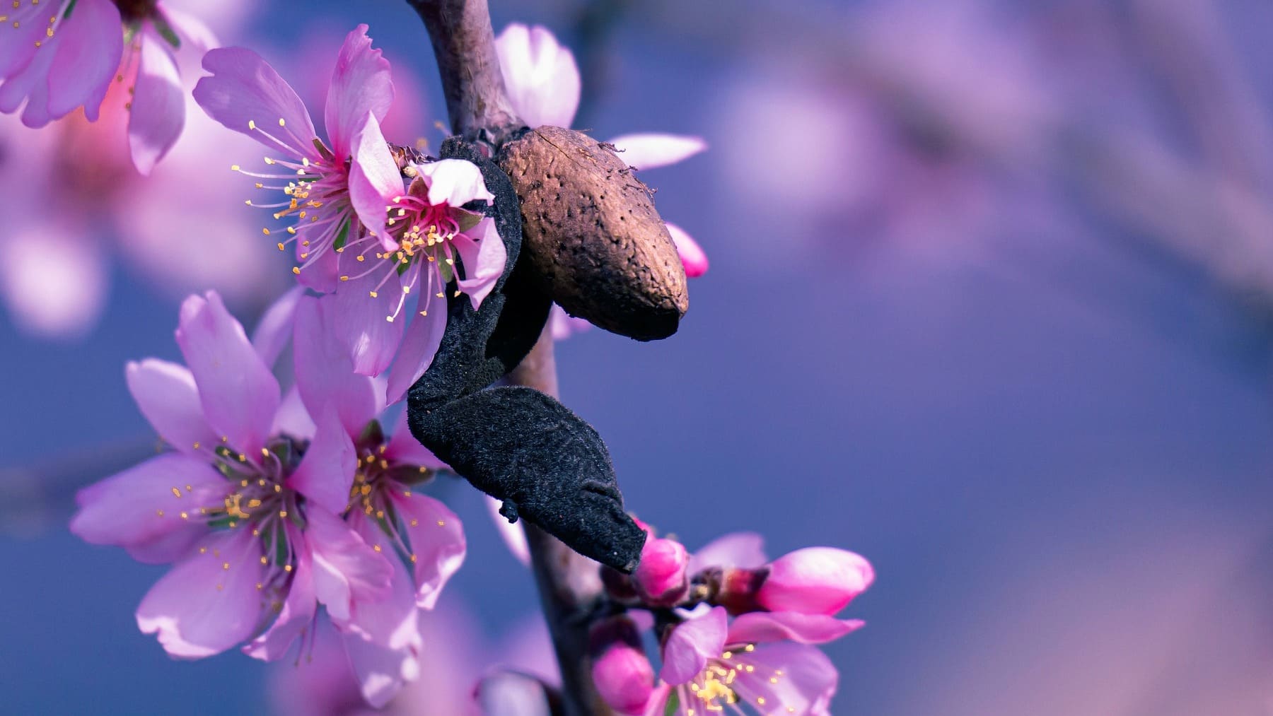 Los mejores lugares de España donde ver los almendros en flor