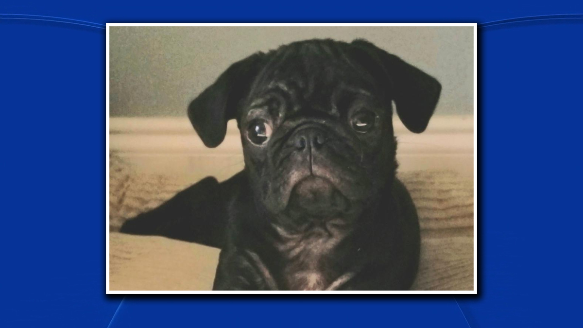 Mujer lanza a perro desde un balcón durante pelea con exnovio en Clearwater