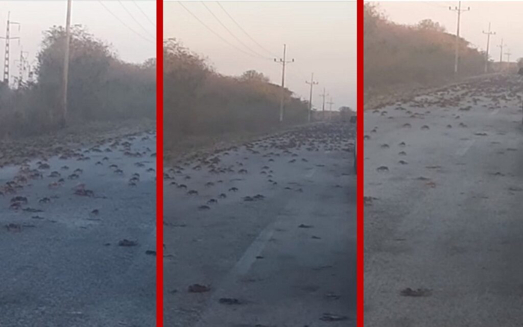 Plaga sin precedentes de cangrejos inunda las calles de Cuba | Video