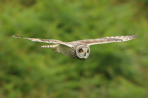 búho deslizándose por el aire