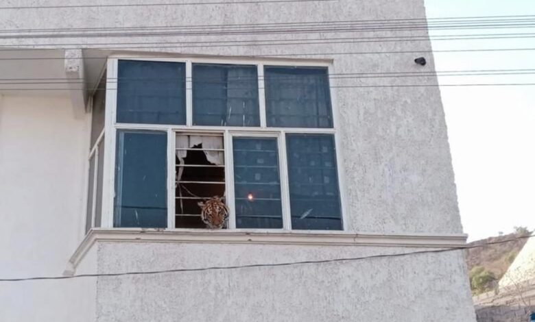 Profepa rescata tigre de bengala encerrado en un domicilio de Chimalhuacán, Estado de México