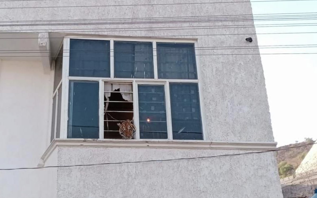Profepa rescata tigre de bengala encerrado en un domicilio de Chimalhuacán, Estado de México