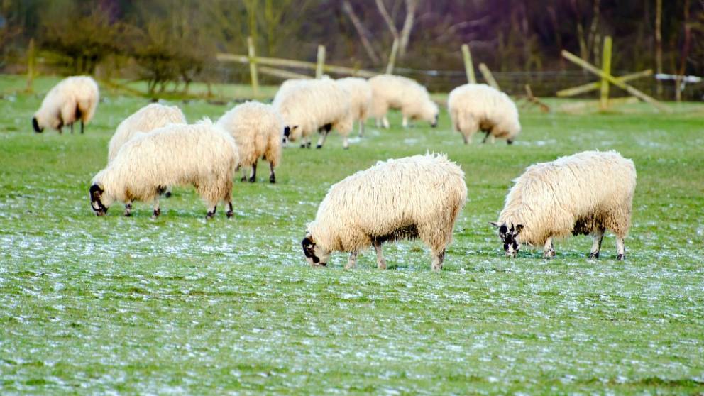 Qué es la ganadería ecológica: ventajas e inconvenientes