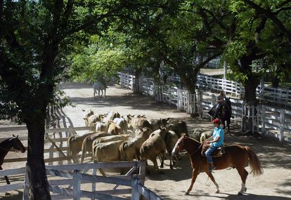 Sin vacas (vivas) en la capital: el Mercado de Liniers se va de Buenos Aires después de 121 años