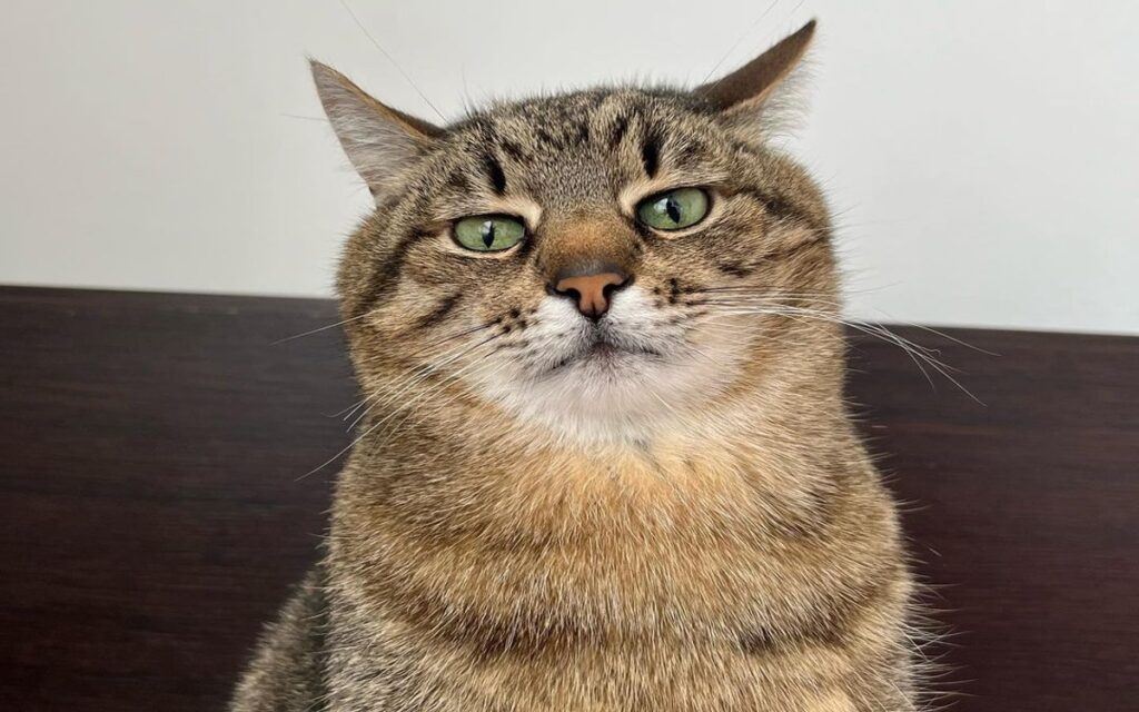 Stepan, el gato ucraniano que ha recaudado miles de dólares para salvar animales