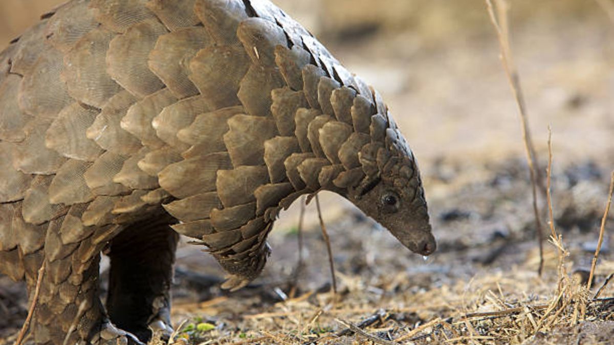 Un estudio revela que el coronavirus no saltó de los pangolines a humanos